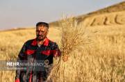 ذخایر کافی گندم و آرد در کرمان؛ لزوم تسریع در پرداخت مطالبات کشاورزان ذخایر کافی گندم و آرد در کرمان؛ لزوم تسریع در پرداخت مطالبات کشاورزان
