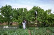باغبانی البرز رکورددار میانگین عملکرد؛ انقلاب در زنجیره تولید نهال باغبانی البرز رکورددار میانگین عملکرد؛ انقلاب در زنجیره تولید نهال