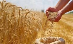 حمایت از کشاورزان، سنگبنای استقلال غذایی / آغاز امنیت غذایی از گندمزارها / تابآوری معیشتی چشم انتظار مزارع حمایت از کشاورزان، سنگبنای استقلال غذایی / آغاز امنیت غذایی از گندمزارها / تابآوری معیشتی چشم انتظار مزارع