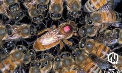 Hive Dwellers vs. Screen Players: Anatomy of Two Societies Hive Dwellers vs. Screen Players: Anatomy of Two Societies