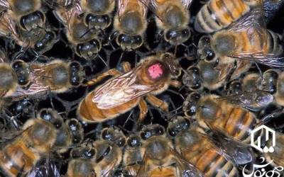 Hive Dwellers vs. Screen Players: Anatomy of Two Societies