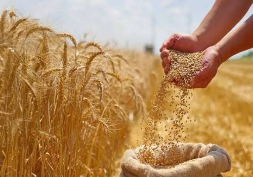 حمایت از کشاورزان، سنگبنای استقلال غذایی / آغاز امنیت غذایی از گندمزارها / تابآوری معیشتی چشم انتظار مزارع حمایت از کشاورزان، سنگبنای استقلال غذایی / آغاز امنیت غذایی از گندمزارها / تابآوری معیشتی چشم انتظار مزارع